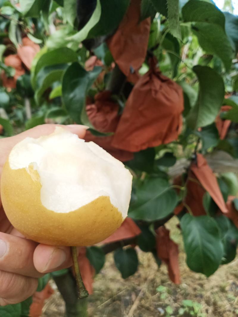 晚秋黄梨新高梨个大口感脆甜皮光滑量大诚信对接批发商