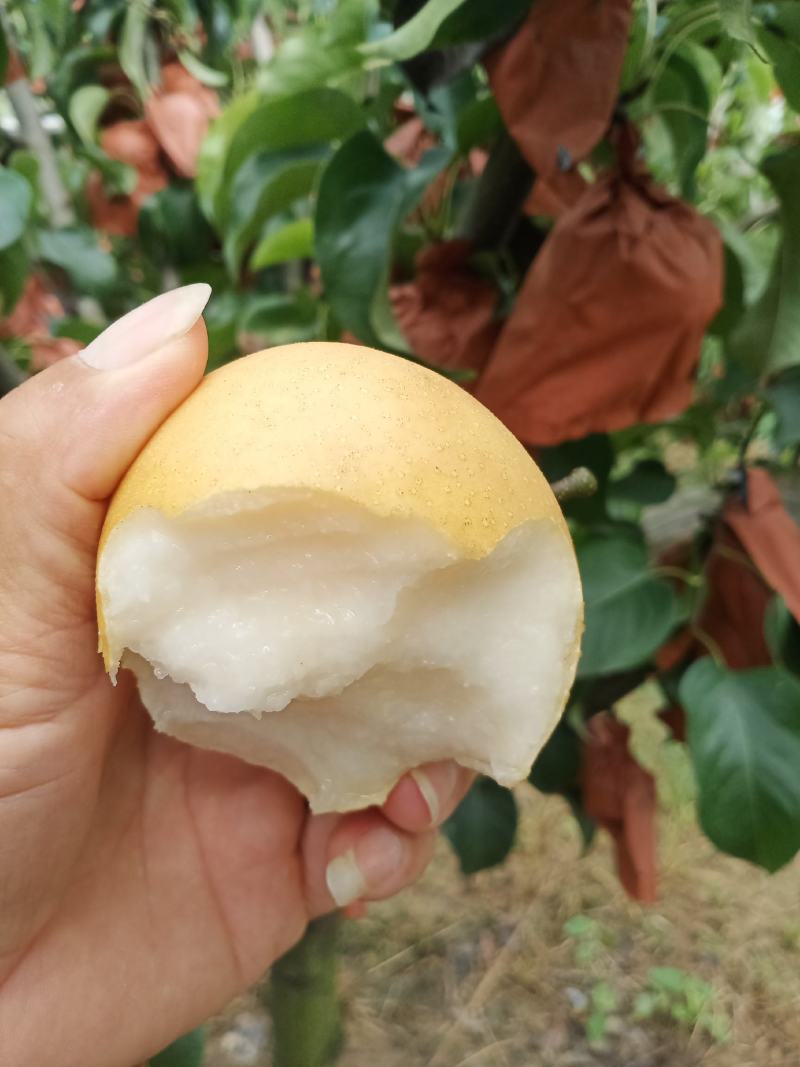 晚秋黄梨新高梨个大口感脆甜皮光滑量大诚信对接批发商