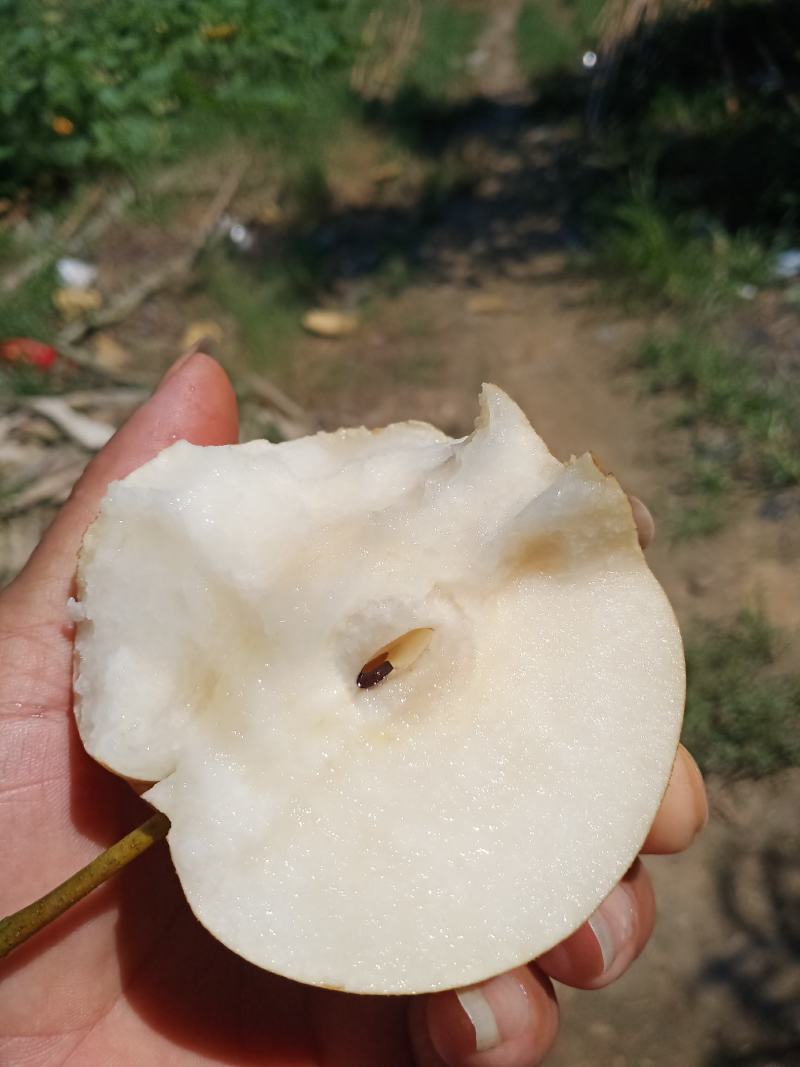 晚秋黄梨新高梨个大口感脆甜皮光滑量大诚信对接批发商