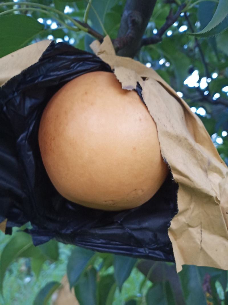 晚秋黄梨新高梨个大口感脆甜皮光滑量大诚信对接批发商