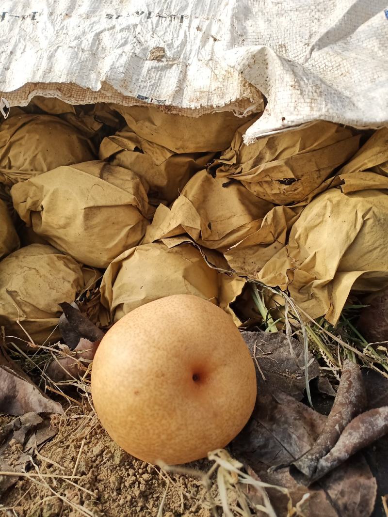 晚秋黄梨新高梨个大口感脆甜皮光滑量大诚信对接批发商