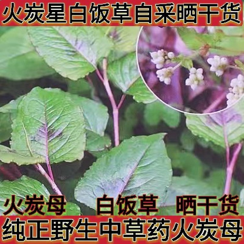 纯正野生中草药火炭母火炭星白饭草深山自采切段晒干新货