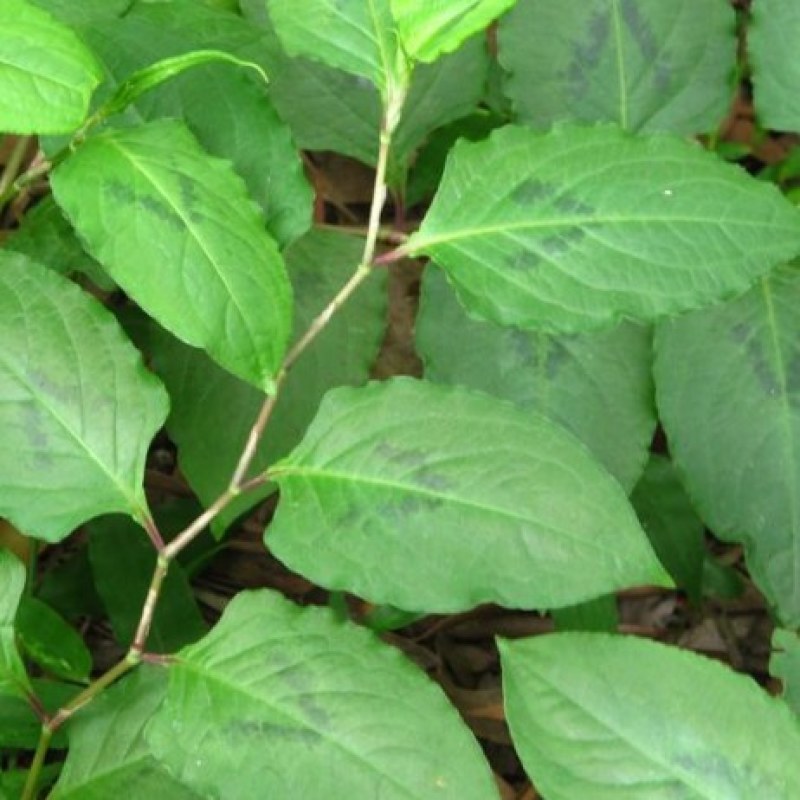 纯正野生中草药火炭母火炭星白饭草深山自采切段晒干新货