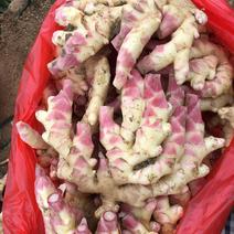 贵州惠水红芽仔姜，一手货源，产地直销，诚信代办