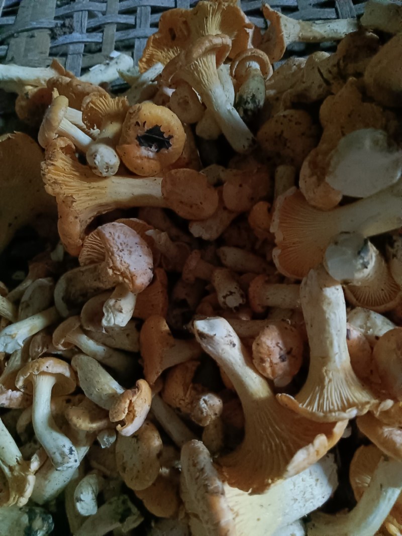 鸡油菌、黄丝菌