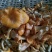 鸡油菌、黄丝菌
