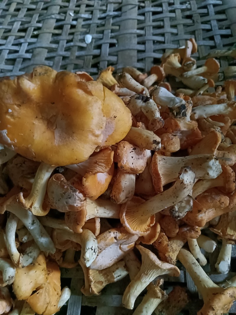 鸡油菌、黄丝菌
