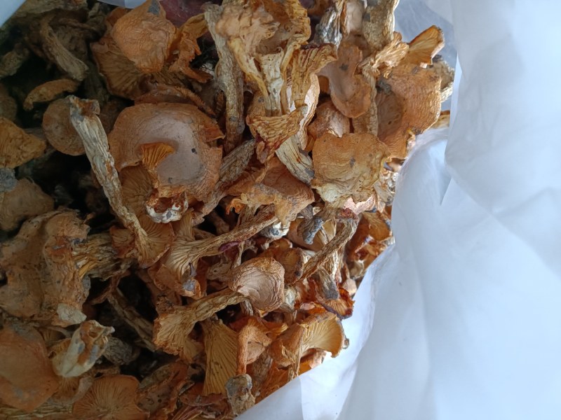 鸡油菌、黄丝菌