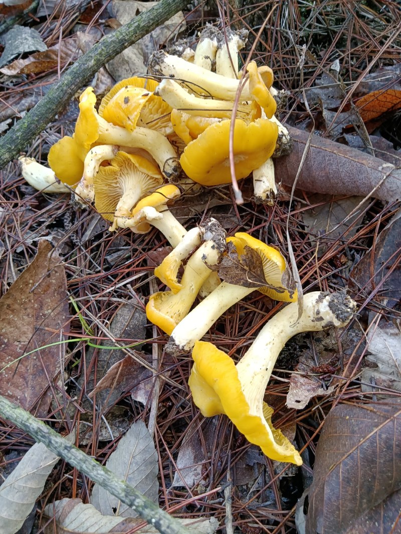 鸡油菌、黄丝菌
