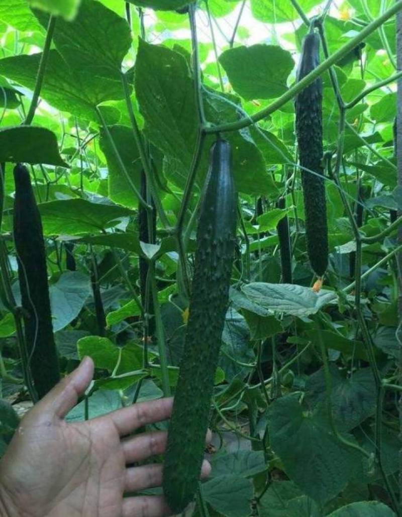 山东莘县，精品黄瓜，密刺黄瓜。[产地直供]