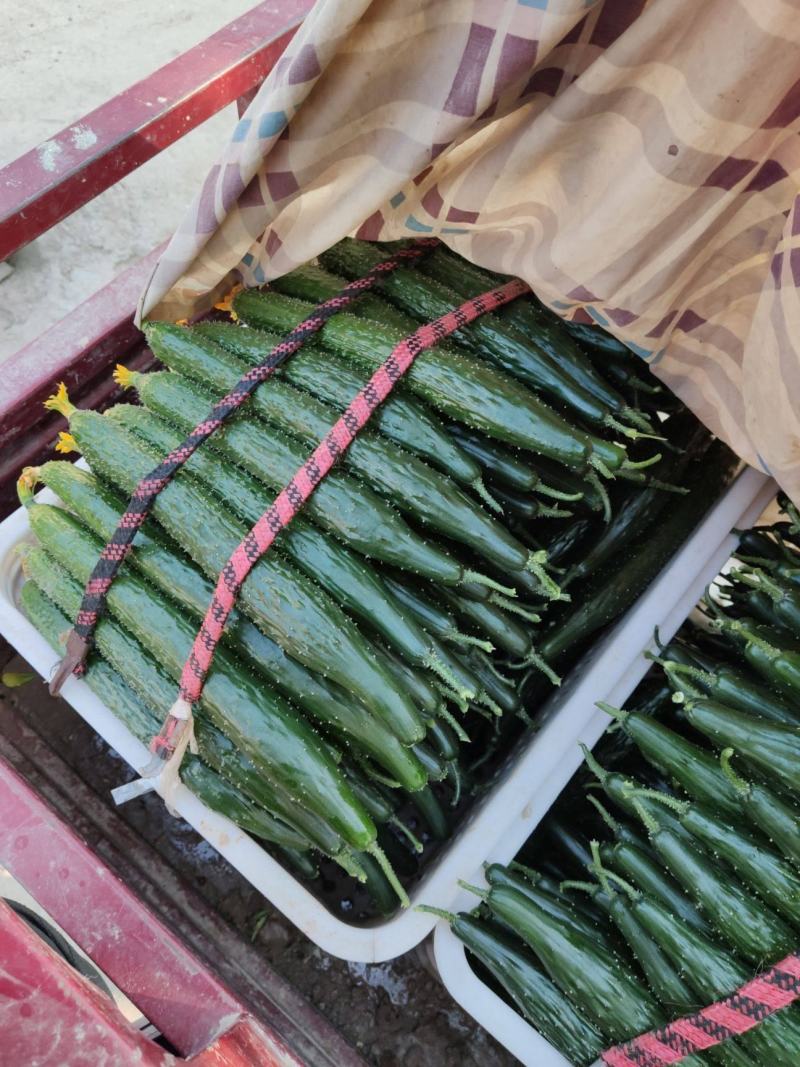 山东莘县，精品黄瓜，密刺黄瓜。[产地直供]