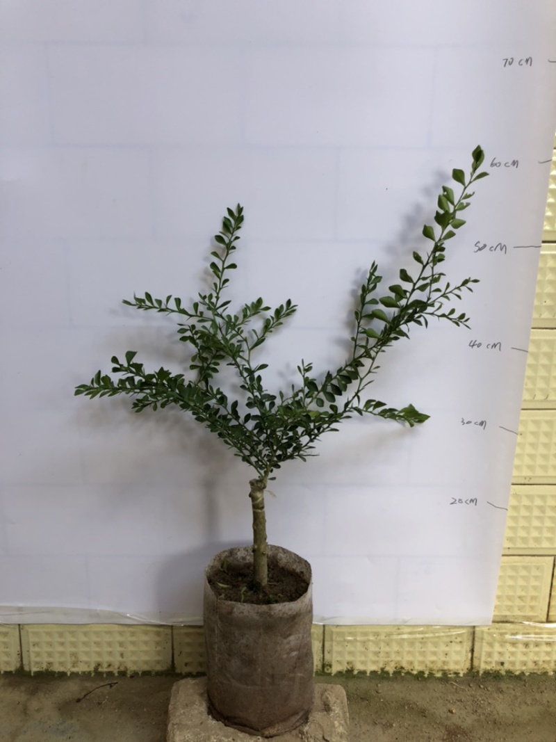 澳洲手指柠檬苗澳洲血柠苗嫁接苗柠檬中的鱼子酱