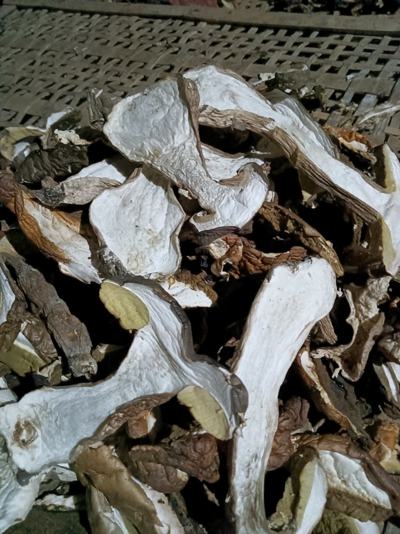 牛肝菌美味牛肝菌