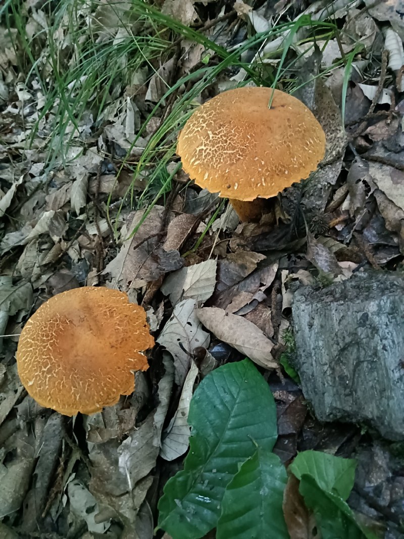 食用菌黄牛肝菌