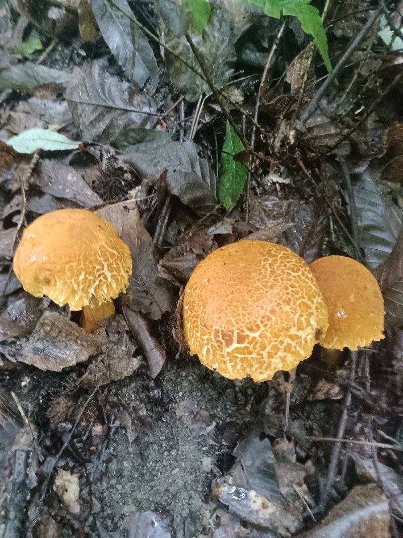 食用菌黄牛肝菌