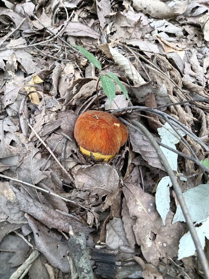 食用菌黄牛肝菌