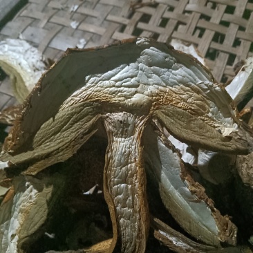 食用菌黄牛肝菌
