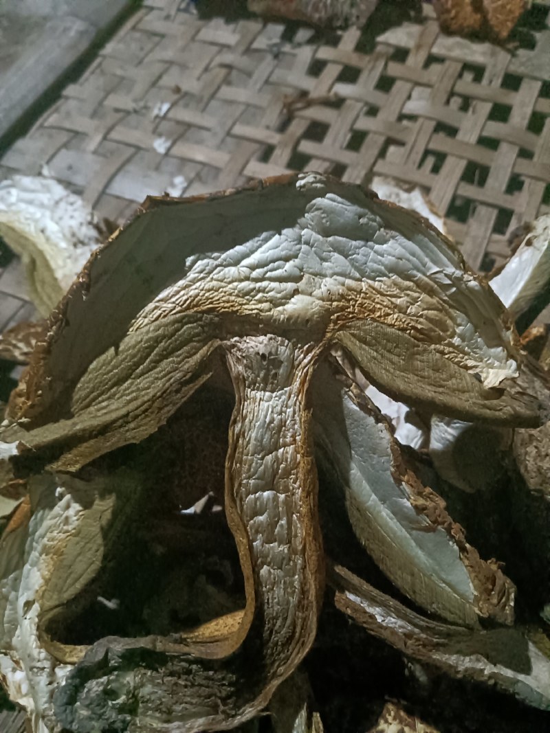 食用菌黄牛肝菌