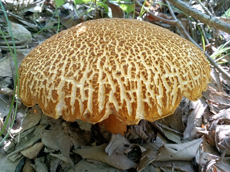 食用菌黄牛肝菌