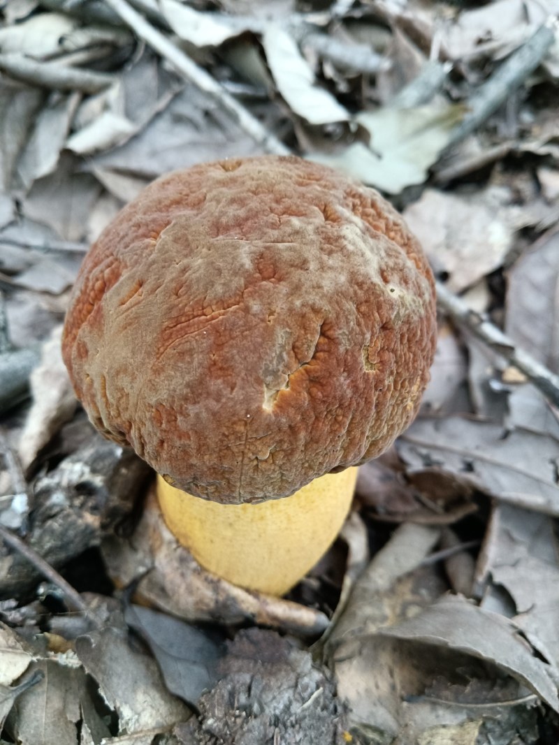 食用菌黄牛肝菌