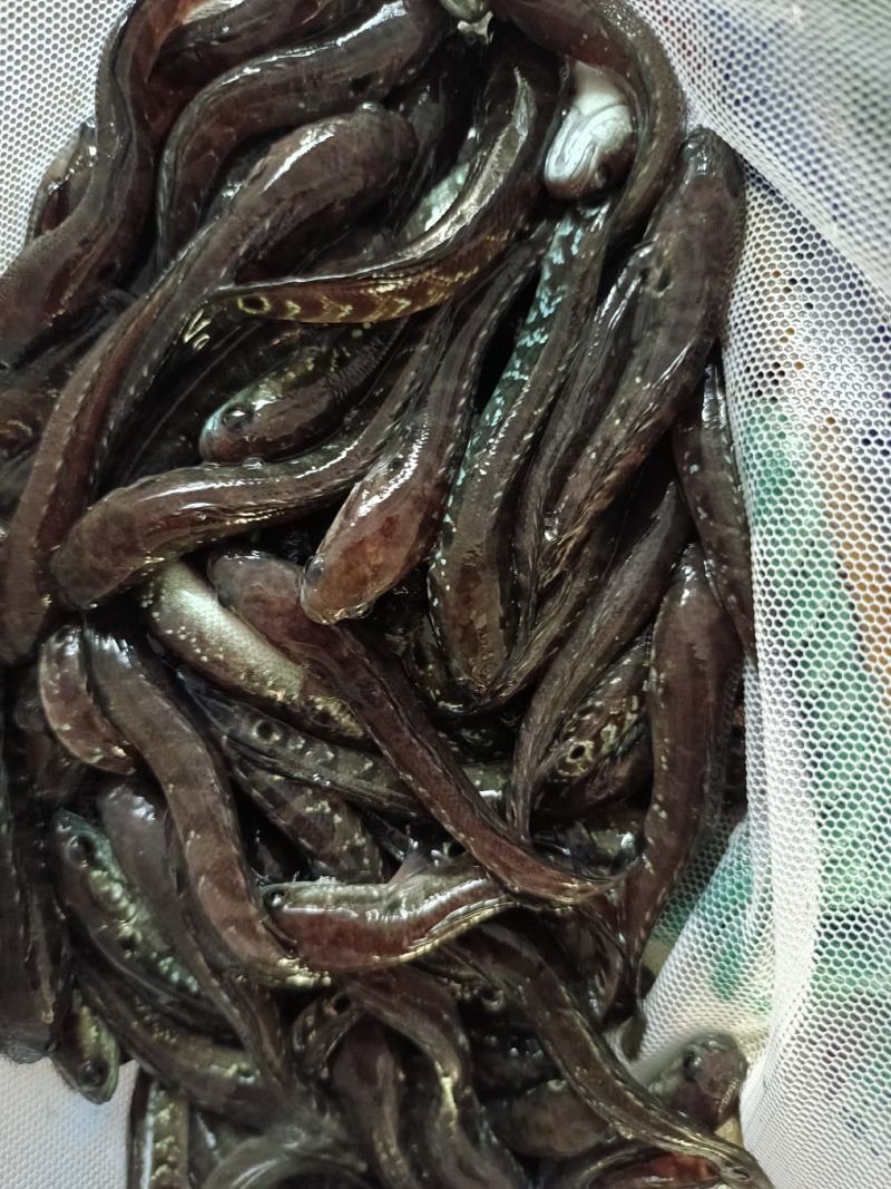七星鱼苗，一手货源，技术指导，可视频看货。