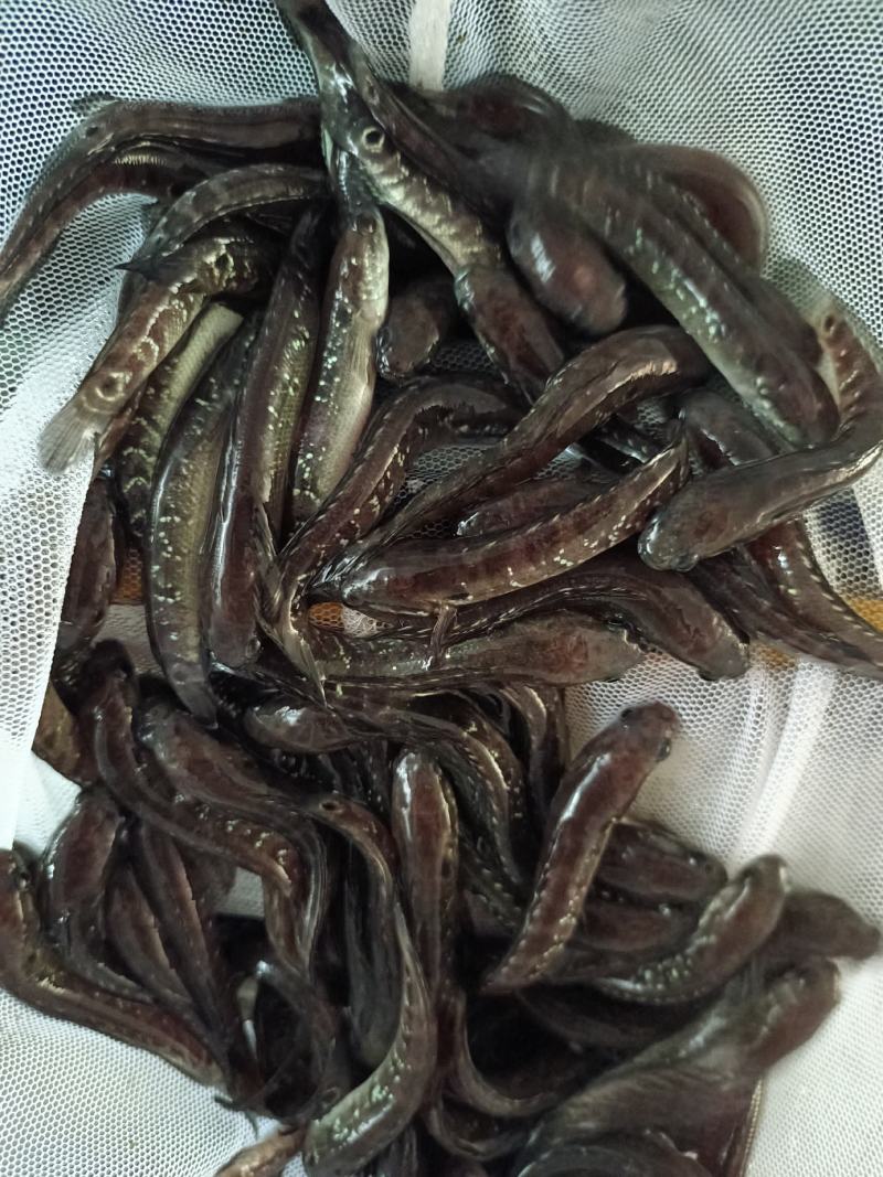 七星鱼苗，一手货源，技术指导，可视频看货。