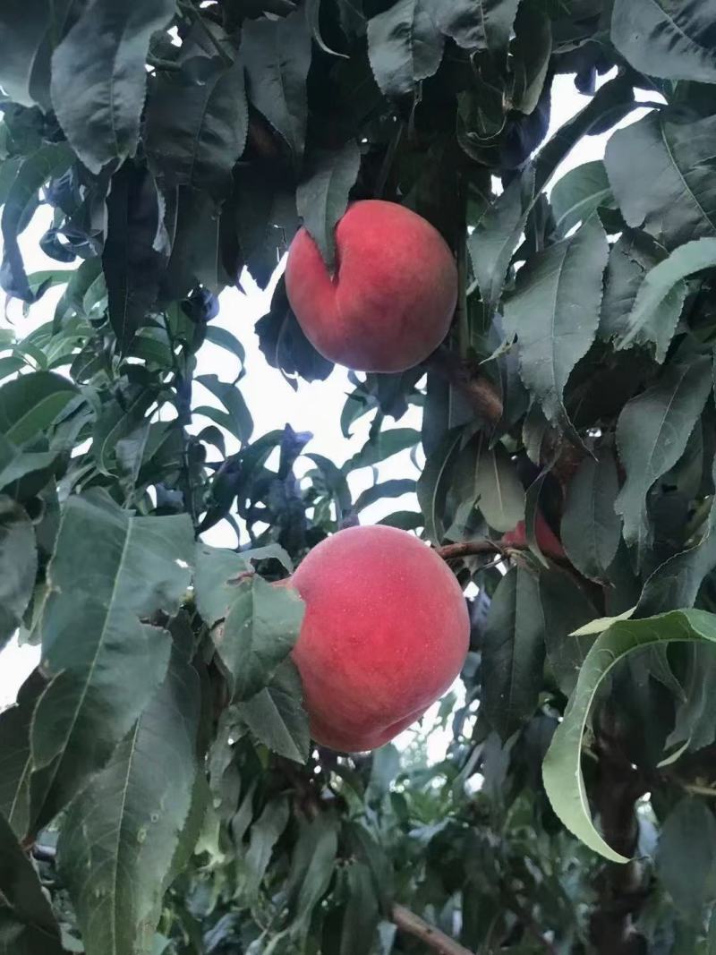 为保证桃子质量，今天起所有快递早上发货，望理解[抱拳]有