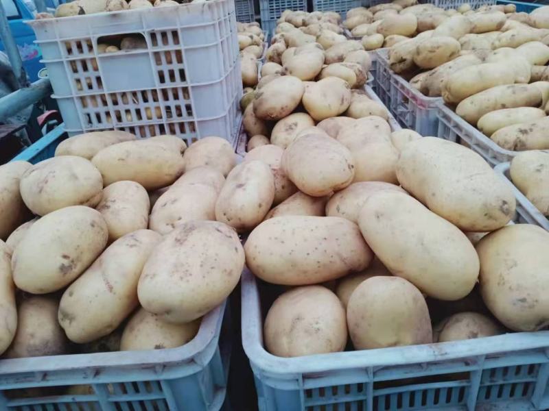 黄心土豆大量上市了！要的联系我，一手货源，实力代办