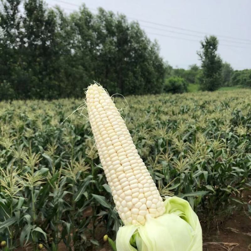 万糯二千包米！！物美价廉！甜香好吃！价格美丽！欢迎收购！