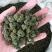 4年三七花2021头茬新货中药材批发