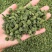 4年三七花2021头茬新货中药材批发