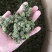 4年三七花2021头茬新货中药材批发