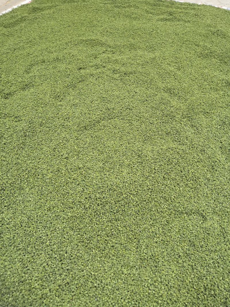 4年三七花2021头茬新货中药材批发