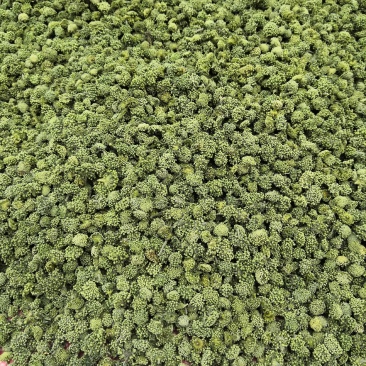 4年三七花2021头茬新货中药材批发