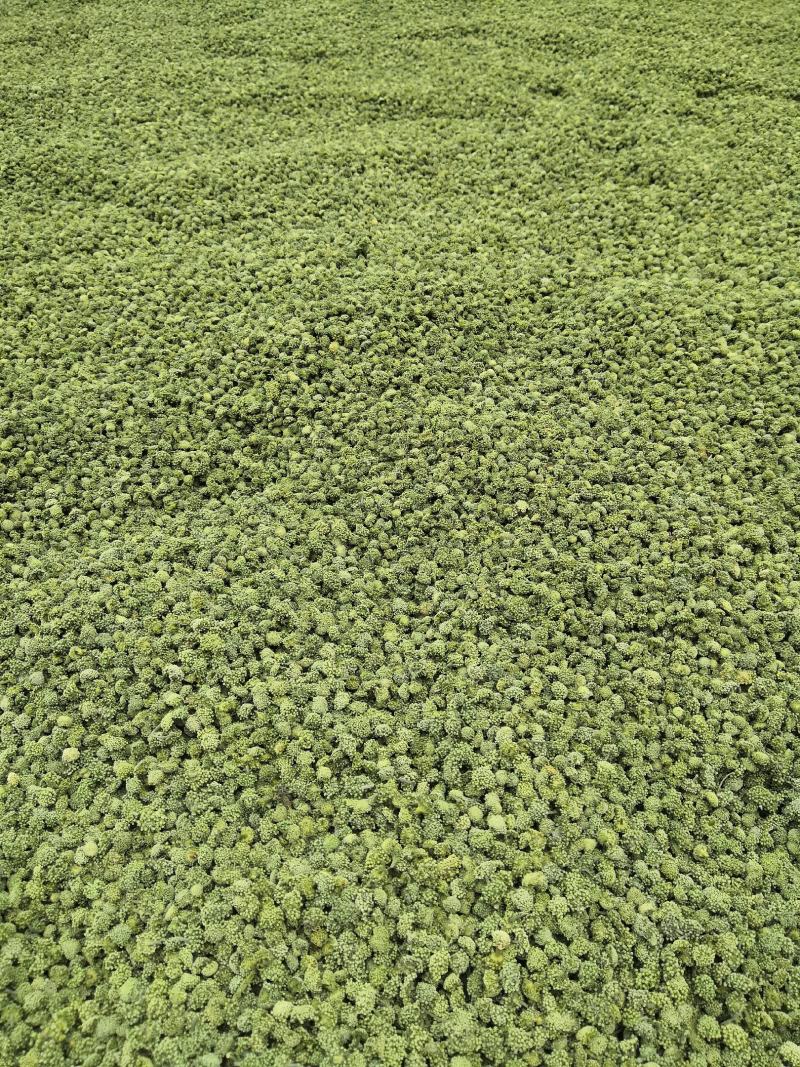 4年三七花2021头茬新货中药材批发