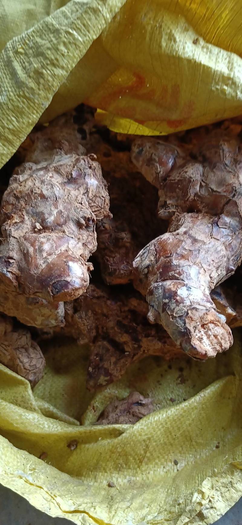 土茯苓广西河池天峨悬野生土茯苓新鲜货