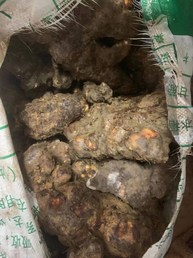 土茯苓广西河池天峨悬野生土茯苓新鲜货