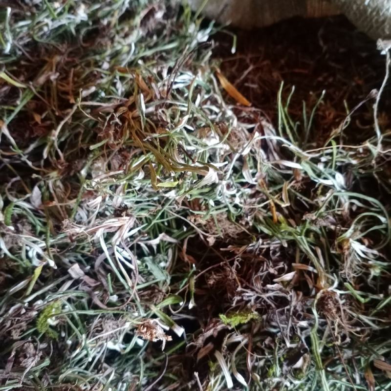 2023新天青地白草，翻白草，小火草野生一手货源欢迎订购