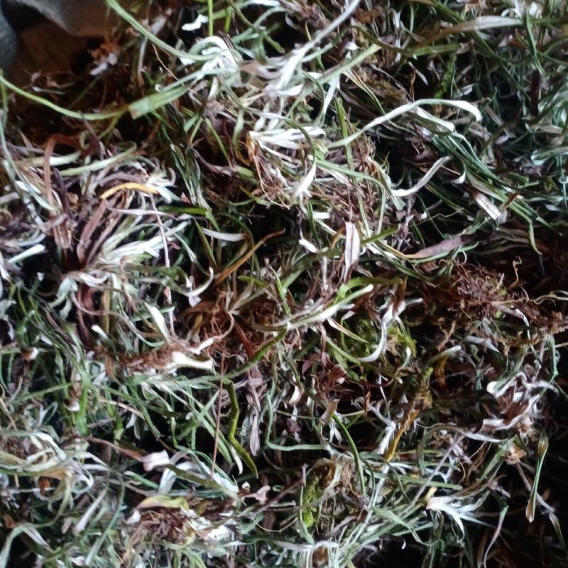 2023新天青地白草，翻白草，小火草野生一手货源欢迎订购