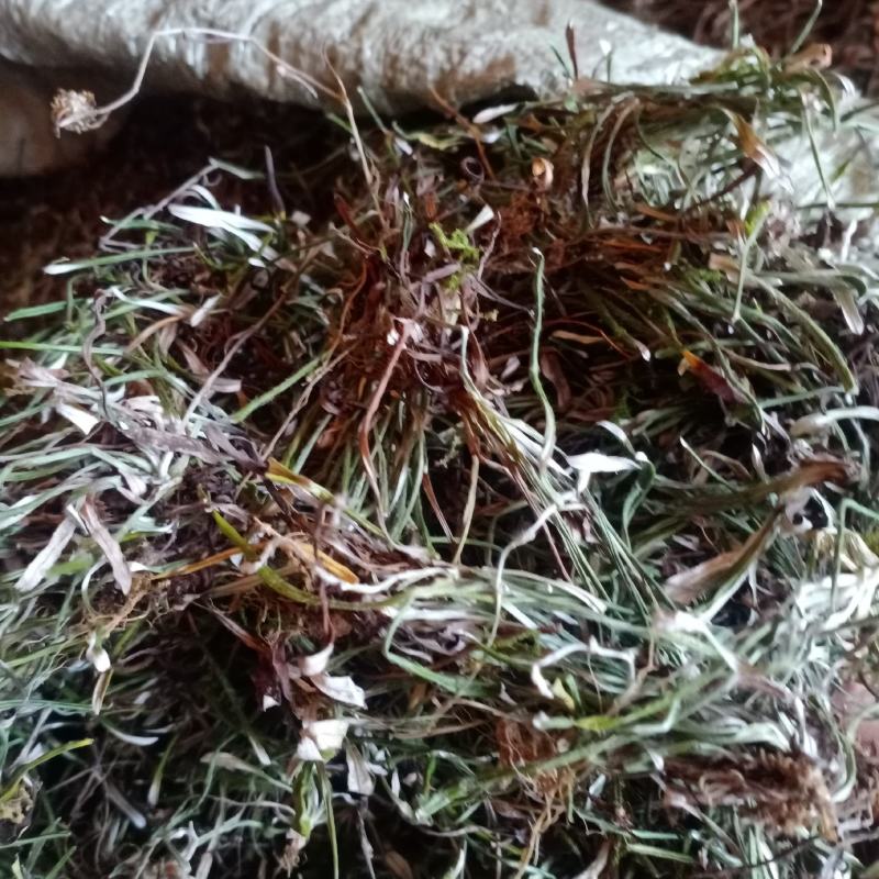 2023新天青地白草，翻白草，小火草野生一手货源欢迎订购