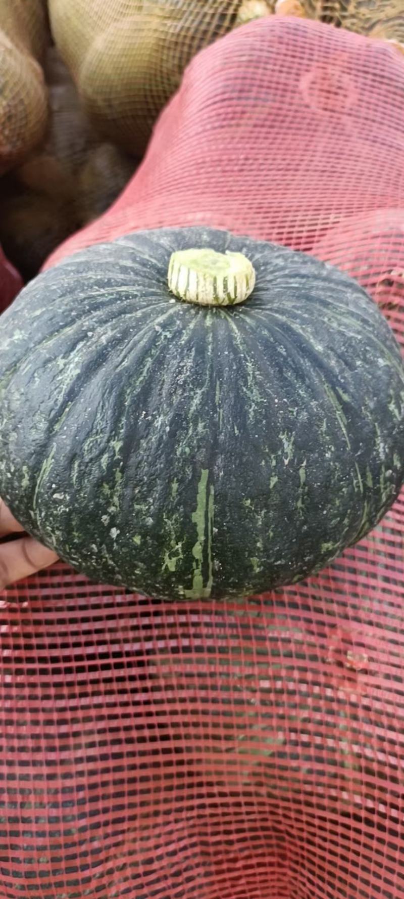 旱地板栗南瓜