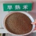 早熟禾种子四季草坪种子庭院草种草籽子耐践踏美观低矮绿化草
