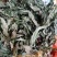 新货金鸡脚，全草色青干货，一手货源欢迎订购