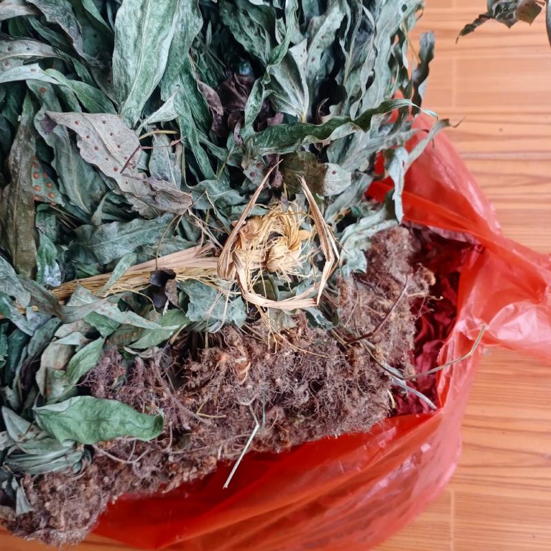 新货金鸡脚，全草色青干货，一手货源欢迎订购