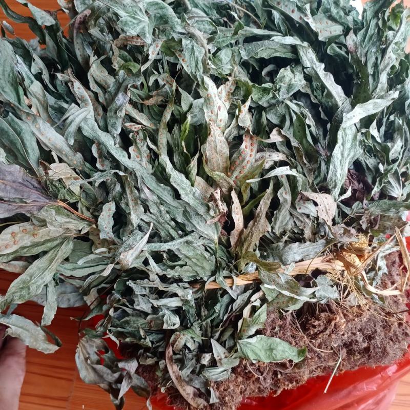 新货金鸡脚，全草色青干货，一手货源欢迎订购