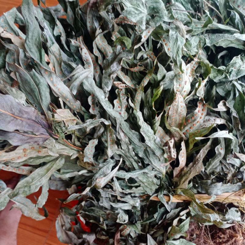 新货金鸡脚，全草色青干货，一手货源欢迎订购
