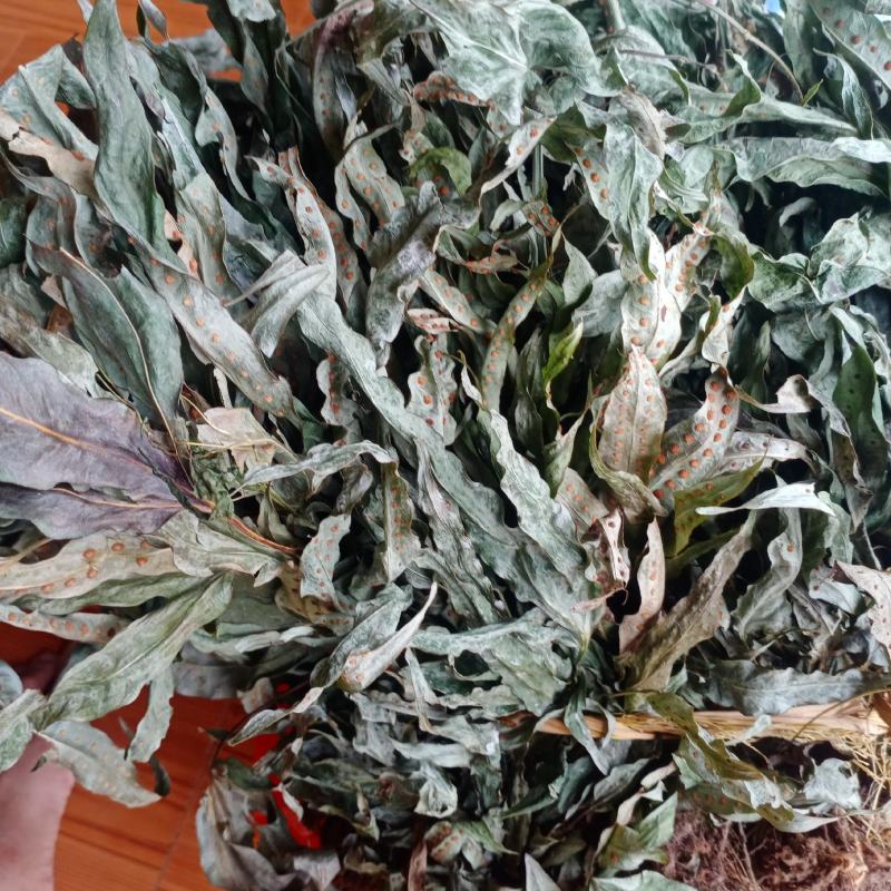 新货金鸡脚，全草色青干货，一手货源欢迎订购