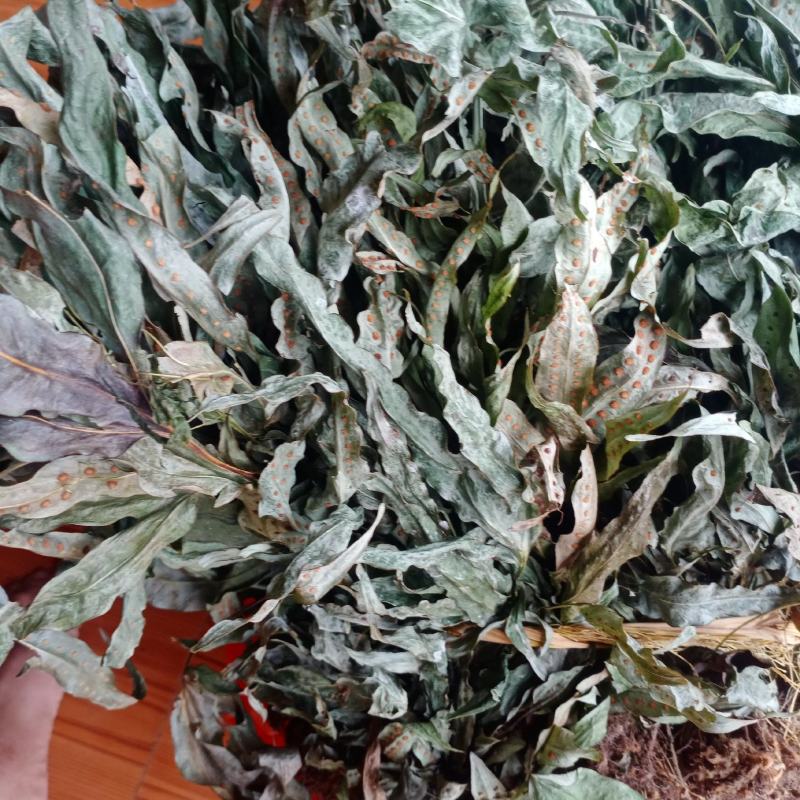 新货金鸡脚，全草色青干货，一手货源欢迎订购