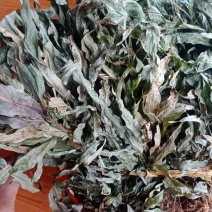 新货金鸡脚，全草色青干货，一手货源欢迎订购