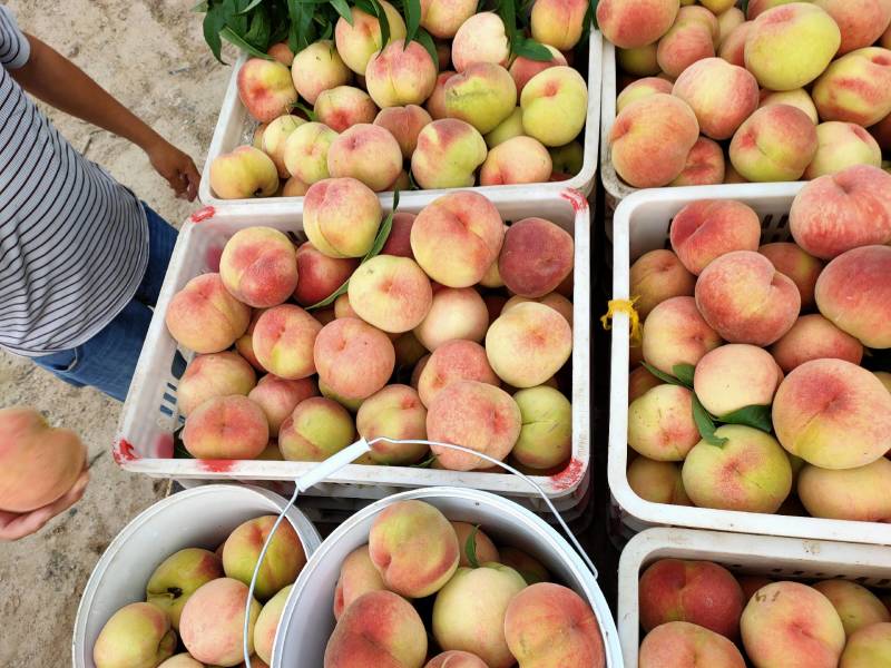 水蜜桃